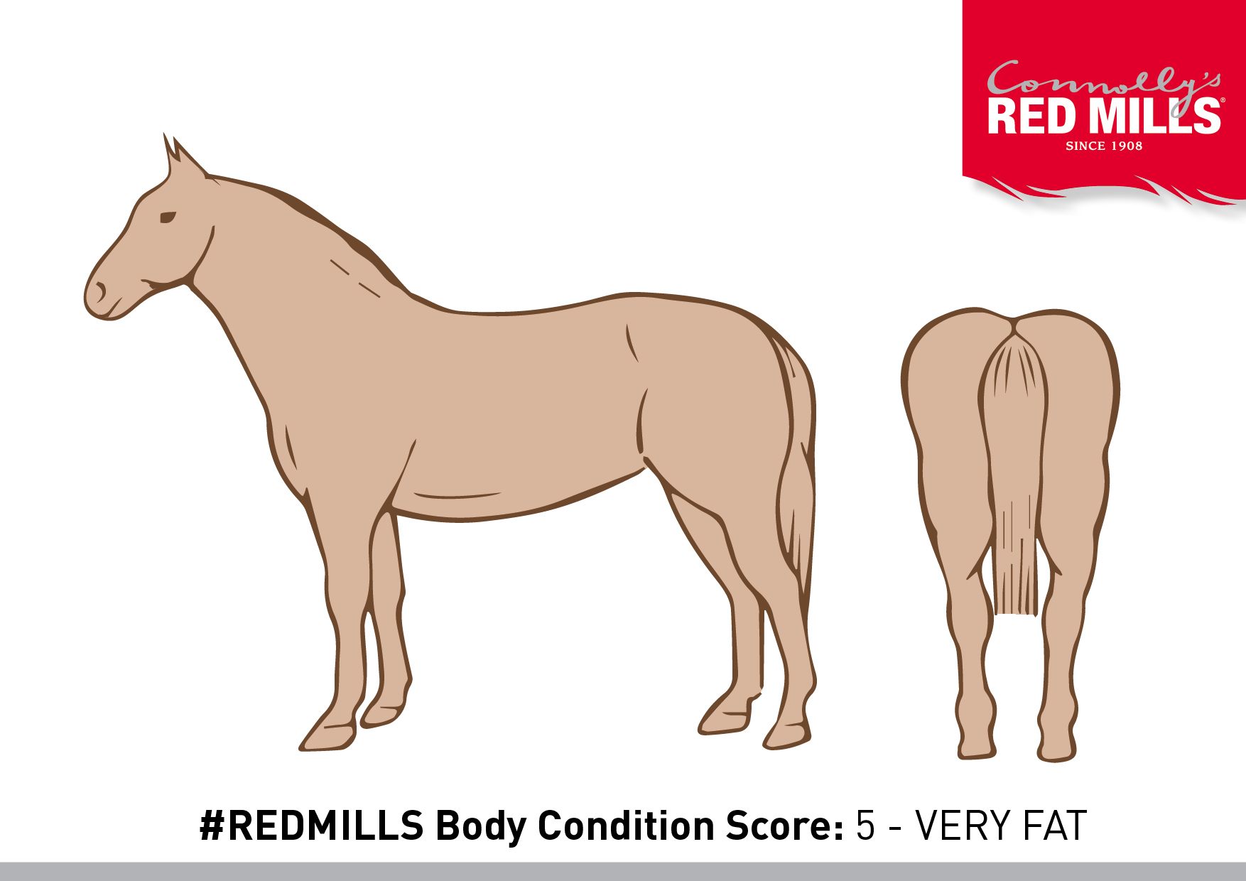 assessing-your-horse-s-body-condition-score-connolly-s-red-mills