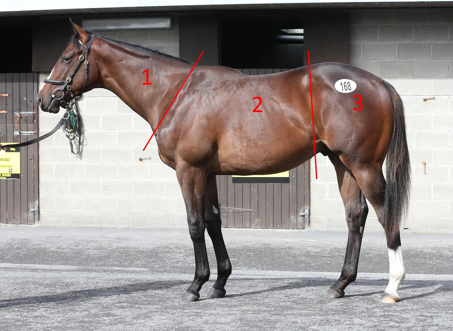 Assessing your horse’s body condition score